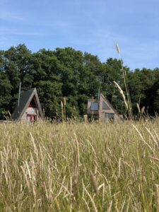 Meadow grasses