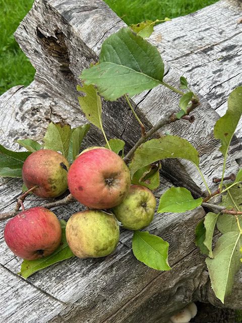 Apples